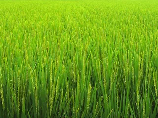 稻田,水稻田,粳稻,小麦,水稻,稻田;日本奈良