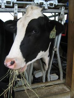 牛，春湖，密歇根州11