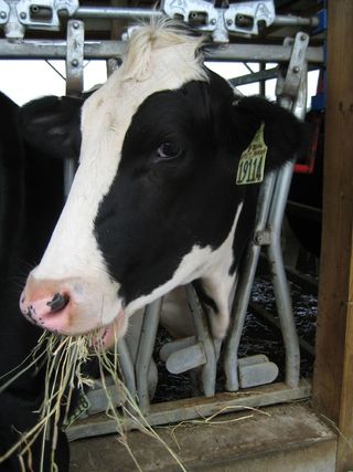 牛，春湖，密歇根州11