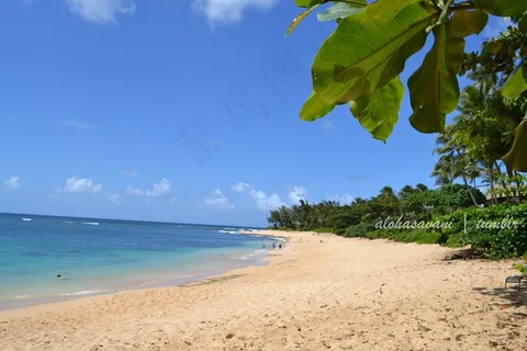 海洋,椰子树,天空,椰树,树,僧侣印章在哪里？