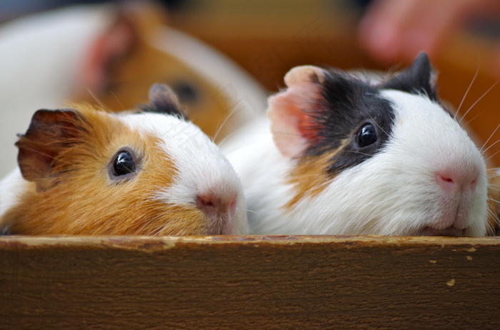 豚鼠,天竺鼠,荷兰猪,仓鼠,小狗,豚鼠