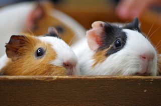 豚鼠,天竺鼠,荷兰猪,仓鼠,小狗,豚鼠