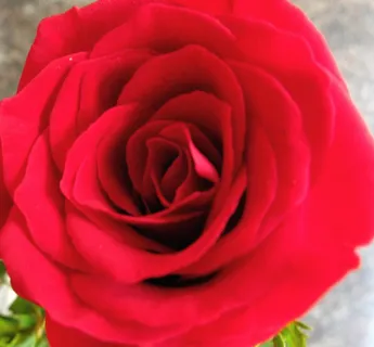 玫瑰,月月红,玫瑰花,黄玫瑰,红玫瑰,精致的仙女....乔伊的可爱面孔... 玫瑰,月月红,玫瑰花,黄玫瑰,红玫瑰,精致的仙女....乔伊的可爱面孔...