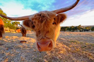 高地牛,牛棚,长角牛,西门塔尔牛,黄牛,埃拉