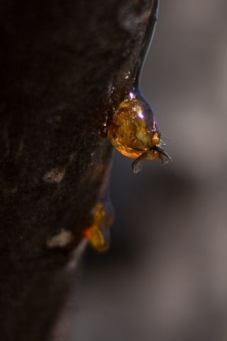 金龟子,犀牛甲虫,玩具,吊坠,工艺品,林地保护区的树液中被困的昆虫