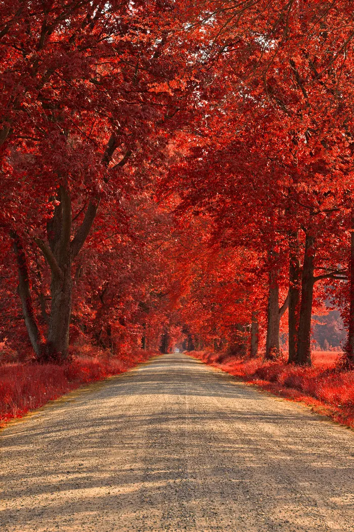 枫树,峡谷,红枫,枫叶,山峦,怀岛红宝石路-HDR