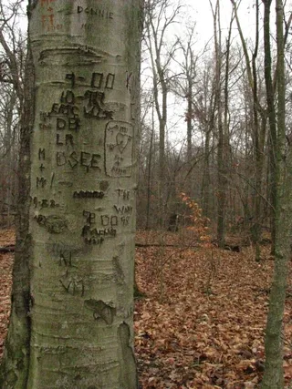 树,松林,生态林,白桦,白杨树,可怜的山毛榉