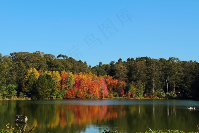 树,风景,都市夜景,湖泊,金属栏杆,Lago Witeck（Novo Cabrais-RS）