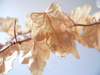 枫叶,梧桐叶,树叶,姑娘果,叶子,干叶