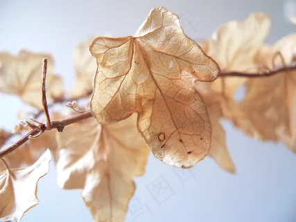 枫叶,梧桐叶,树叶,姑娘果,叶子,干叶 枫叶,梧桐叶,树叶,姑娘果,叶子,干叶