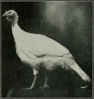 图片来自“ Ontario Sessional Papers，1910，No.39-43 ”（1910年）第891页