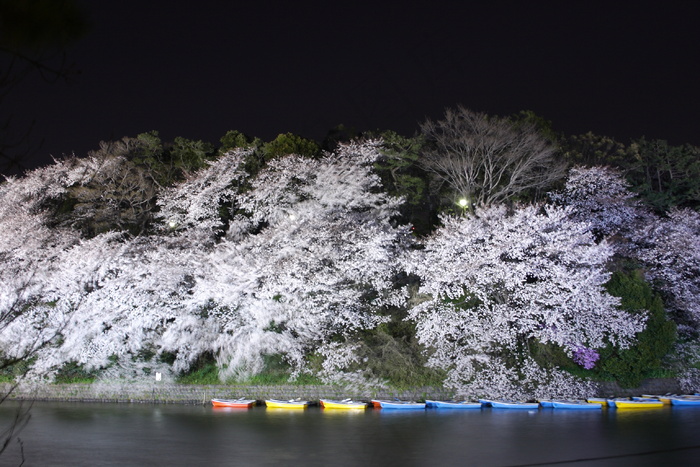 自然公园,树,花卉,风景,工艺品,CRW_6681