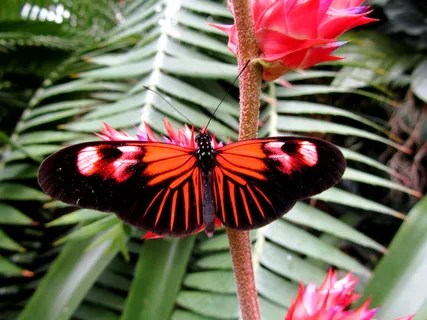 昆虫类,花卉,蝴蝶,花点弄蝶,彩蝶,蝴蝶回来了