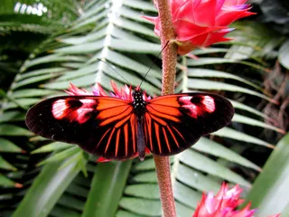 昆虫类,花卉,蝴蝶,花点弄蝶,彩蝶,蝴蝶回来了