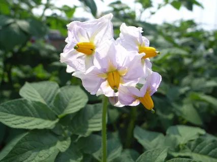 北美刺龙葵,花卉,水仙,沙养水仙,阳芋,马铃薯花 北美刺龙葵,花卉,水仙,沙养水仙,阳芋,马铃薯花