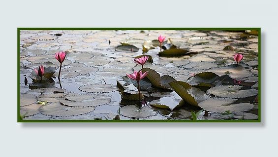 睡莲,王莲,睡莲花,白睡莲,〜生日快乐〜