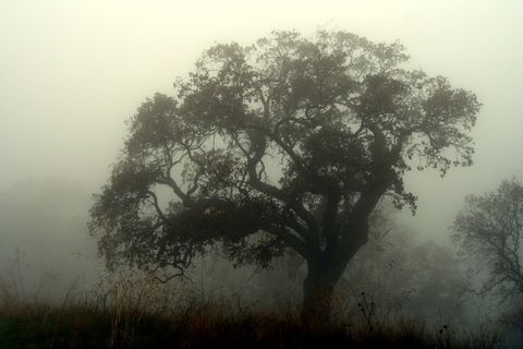 树,枯枝,雪树银花,天空,冰雪,鬼魂 树,枯枝,雪树银花,天空,冰雪,鬼魂