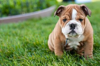 牛头梗,鸟类,小狗,兔子,法兰西斗牛犬,桃子