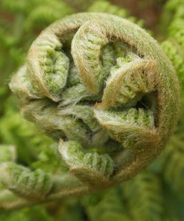 冰草,烟草天蛾,侧柏,南洋杉,若绿,南极迪克森