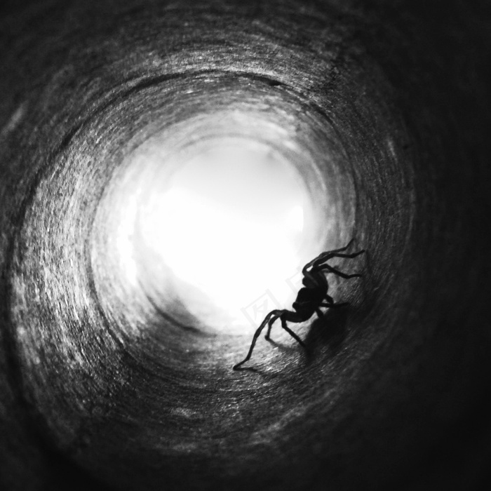 怪物蜘蛛