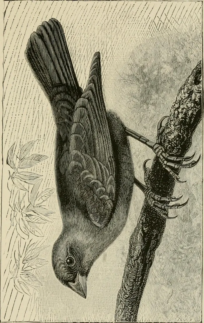 图片来自“我们的常见杜鹃和其他杜鹃和寄生鸟：通过对习性和功能的比较研究来达到它们的真实理论：通过对达尔文的观点和罗曼的彻底批评和揭露”，从第278页中获得图像。的意见和建议
