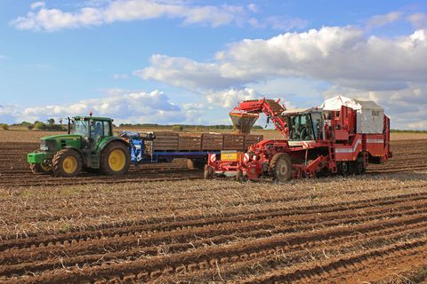 播种,收割,工艺品,天空,玩具,在伯纳姆附近收获土豆