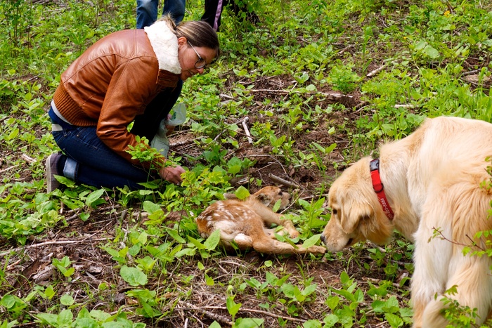 Lydia Beebe，小鹿和山猫松露狩猎