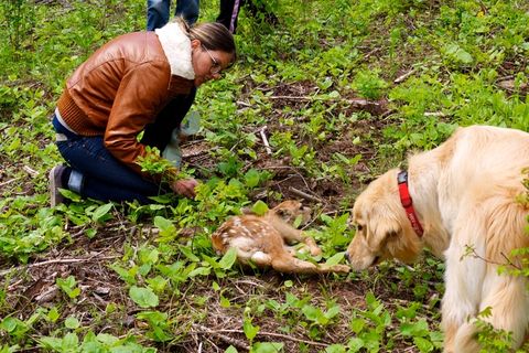 Lydia Beebe，小鹿和山猫松露狩猎