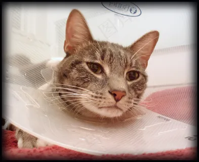 不开心的猫 不开心的猫