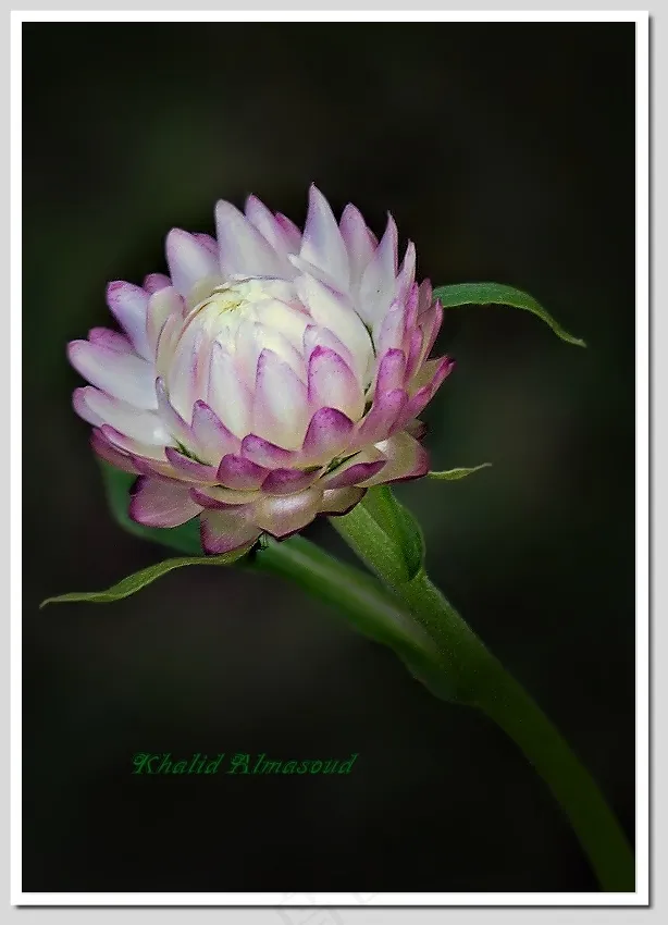 麦秆菊,麦杆菊,蜡菊,帝王花,碗莲,送给所有人的礼物...