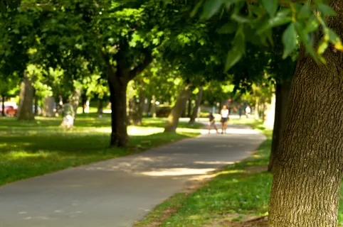 树,草原,行道树,梧桐,园林景观,海滩活动路径