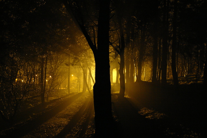 轻木#luce nel bosco＃27390p