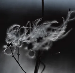 吸顶灯,花卉,蒲公英图片,台灯,灯,鬼冬花