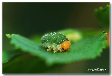 昆虫类,蚜虫,瓢虫,平板手机,,万寿菊2°