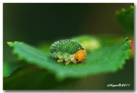 昆虫类,蚜虫,瓢虫,平板手机,,万寿菊2° 昆虫类,蚜虫,瓢虫,平板手机,,万寿菊2°