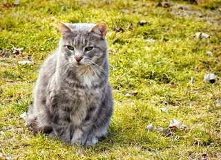 鸟类,石头,挪威森林猫,英国长毛猫,树,悬崖场