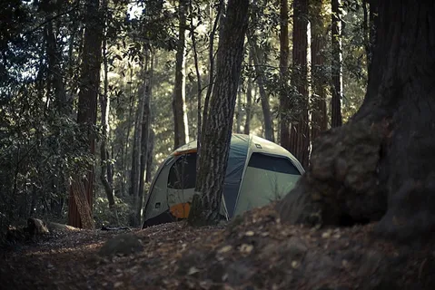 生态林,松林,帐篷,雪树银花,轿车,露营