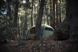 生态林,松林,帐篷,雪树银花,轿车,露营