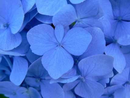 绣球花,*花,紫颜色的花,荷花,蓝色花朵,蓝花 绣球花,*花,紫颜色的花,荷花,蓝色花朵,蓝花