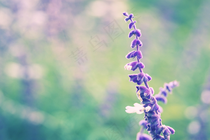 植物,鼠草,树,花卉,裂瓣鼠尾草,哪种颜色上色？