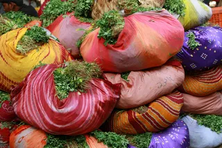 象拔蚌,花卉,盆栽植物,火龙果,被子,多方法