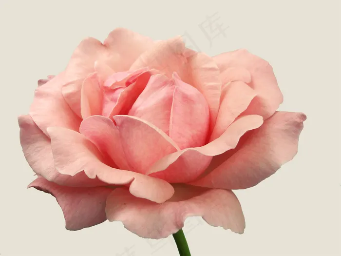 粉色玫瑰,花卉,玫瑰,月月红,玫瑰花,玫瑰2