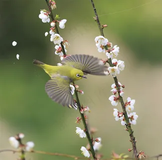 绣眼鸟,绣眼,橙腹叶鹎,灰胸绣眼鸟,柳莺,#764小绿穿梅 绣眼鸟,绣眼,橙腹叶鹎,灰胸绣眼鸟,柳莺,#764小绿穿梅