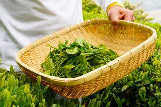 空心菜,茶叶,油麦菜,菠菜,通菜,日本绿茶茶