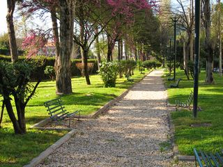 树,自然公园,园林景观,樱花树,松林,贾尔迪诺