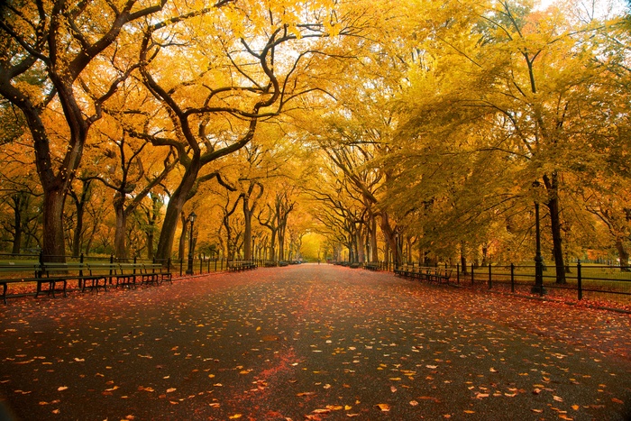 'American Elm '，美国，纽约，纽约市，*公园，购物中心区，秋天的颜色