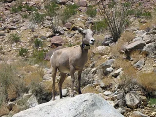 大角羊,山地野绵羊,大羚羊,野生绵羊,非洲大羚羊,大角羊
