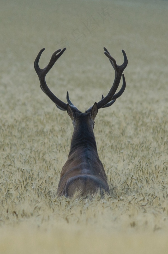 象征。 （小子）