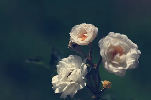 白茶花,白月季,白蔷薇,白桃花,木香花,白色家庭! 白茶花,白月季,白蔷薇,白桃花,木香花,白色家庭!