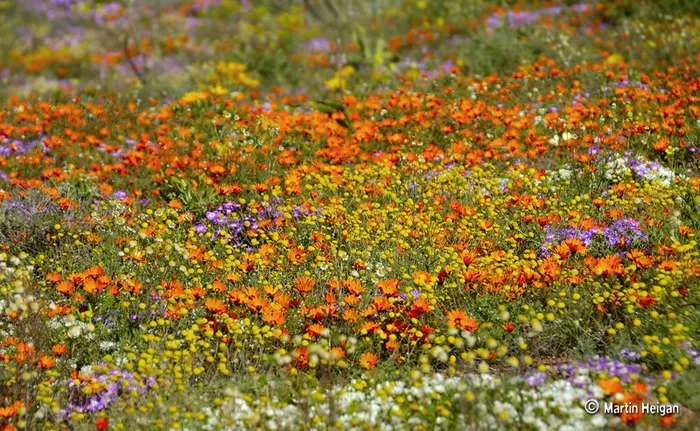 Namaqualand野花安排